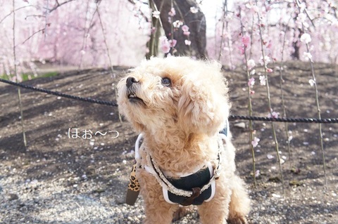 鈴鹿 の 森 庭園 ペット