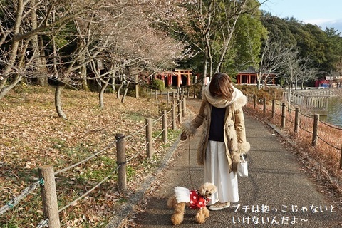 ペットとお出かけ 奈良県橿原市 橿原神宮 Flower Arrangement Design Ka Ren