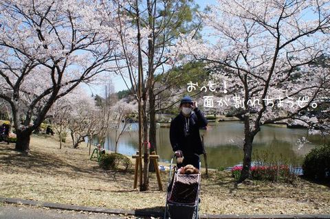 ペットとお出かけ 静岡県 はままつ フラワーパーク Flower Arrangement Design Ka Ren