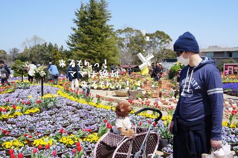 ペットとお出かけ 静岡県 はままつ フラワーパーク Flower Arrangement Design Ka Ren