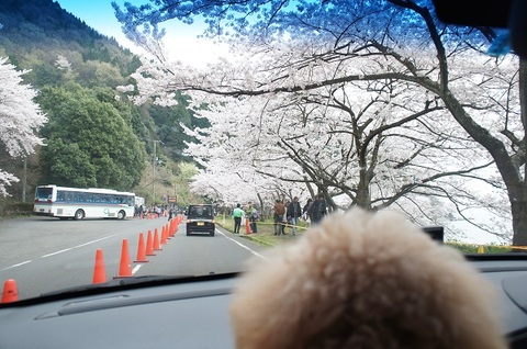 梅津大崎 ストア 桜 ペット同伴