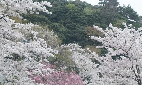 梅津大崎 ストア 桜 ペット同伴